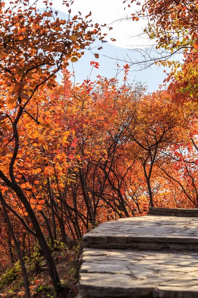 秋の季節美しい紅葉 — ストック写真