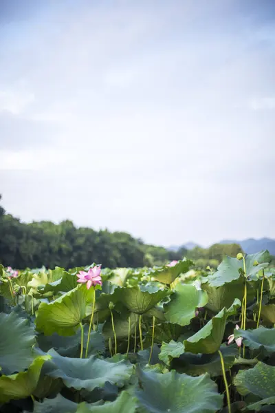 Hermosas Flores Verdes Jardín — Foto de Stock