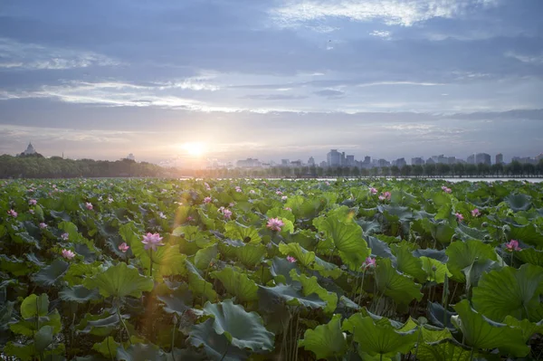 Hermoso Paisaje Campo Maíz — Foto de Stock