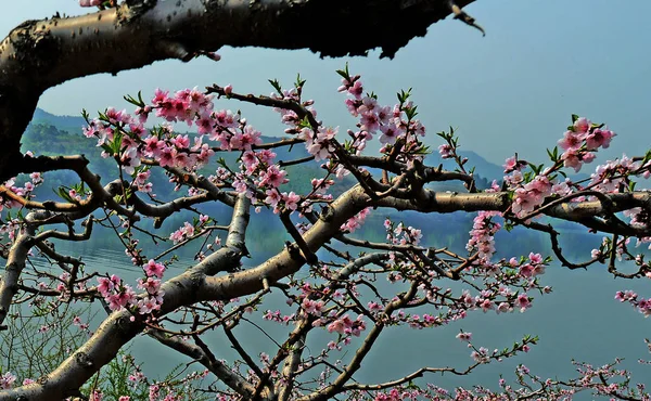 Árbol Magnolia Rosa Primavera — Foto de Stock