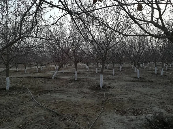 stock image trees in the park