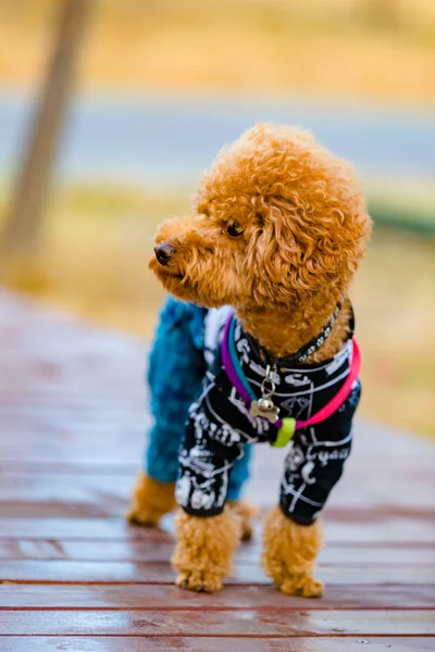 Lindo Perro Parque — Foto de Stock