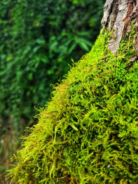 Зелена Флора Природі Трава Мох — стокове фото