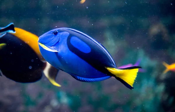 Poissons Colorés Dans Aquarium — Photo