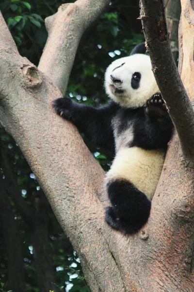 大熊猫野生动物 大熊猫熊动物在动物园里 — 图库照片