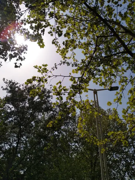 Hermosa Vista Naturaleza Del Bosque — Foto de Stock