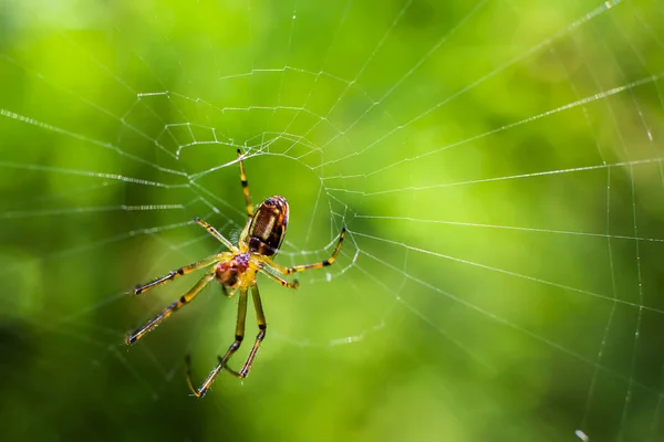 Pókháló Növény Állatvilág — Stock Fotó