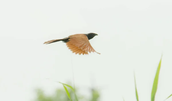 Красивий Птах Польоті — стокове фото