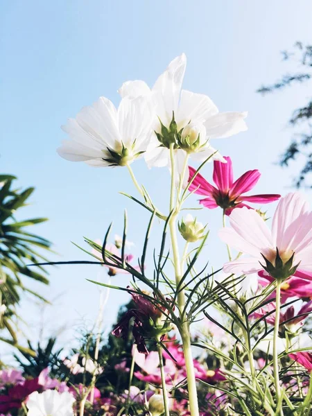 beautiful pink flowers on a background of blue sky