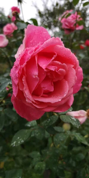 Hermosas Rosas Flores Pétalos — Foto de Stock