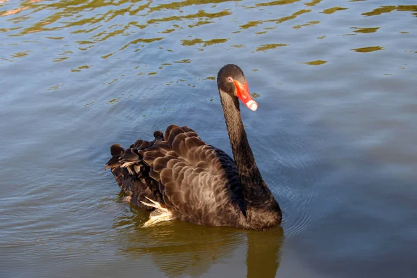 Een Mooie Zwaan Een Meer — Stockfoto