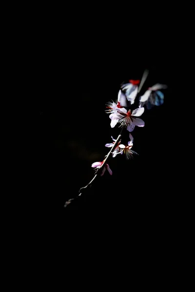 beautiful flowers on a black background