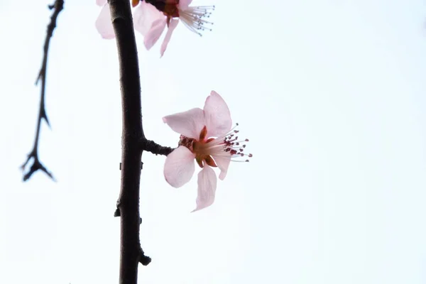 Rózsaszín Magnólia Virág Egy Háttér — Stock Fotó