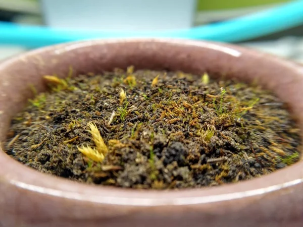 Lavanda Seca Una Cuchara Madera — Foto de Stock