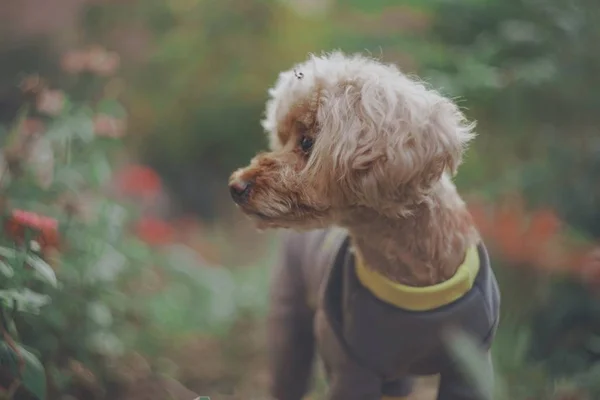 Netter Hund Park — Stockfoto