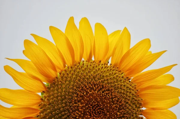 sunflower on a background of a flower