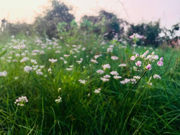 flora and nature, forest plants, flowers