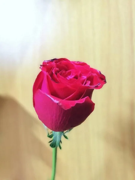 Hermosas Rosas Rojas Sobre Fondo Madera — Foto de Stock