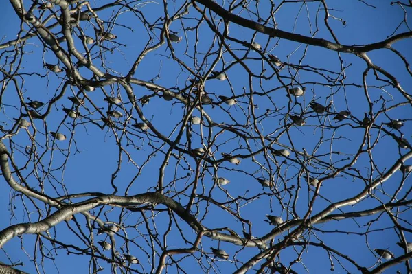 tree branches in forest, flora and nature