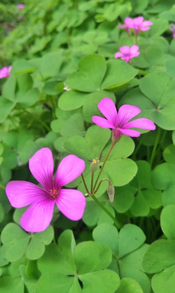 Rosa Lotusblume Garten — Stockfoto