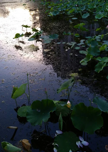 Lirio Agua Estanque — Foto de Stock