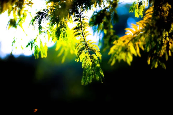 Folhas Verdes Floresta — Fotografia de Stock