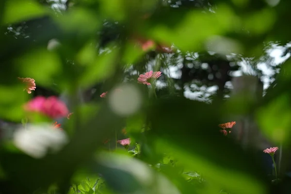 Bellissimo Fiore Selvatico Giardino — Foto Stock