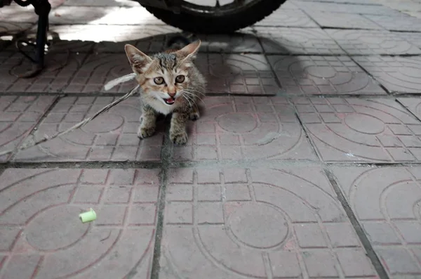Gato Caminando Calle — Foto de Stock