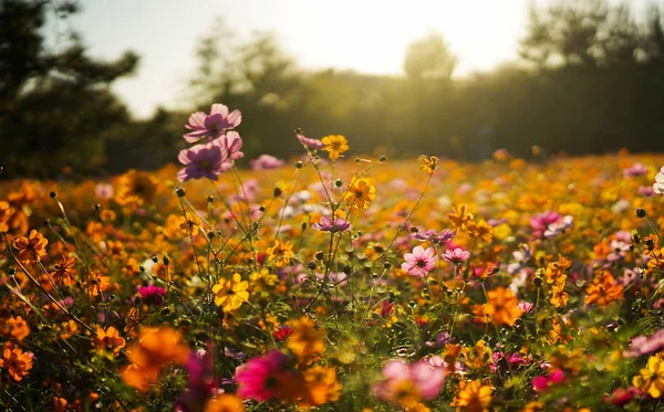 Krásné Květiny Poli — Stock fotografie