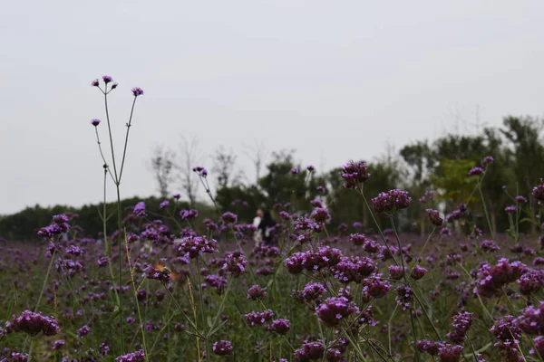 Hermoso Campo Lavanda Flores Púrpuras — Foto de Stock