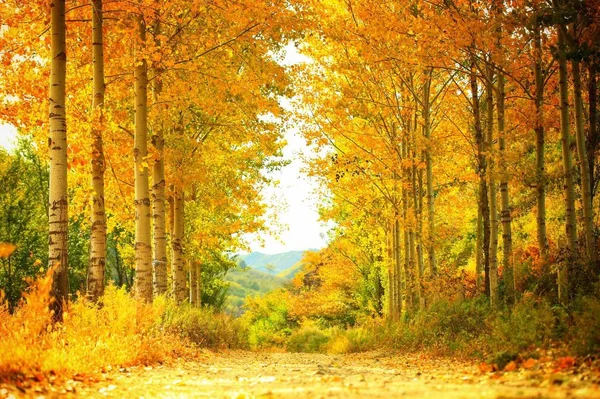 Krásná Podzimní Krajina Parku — Stock fotografie