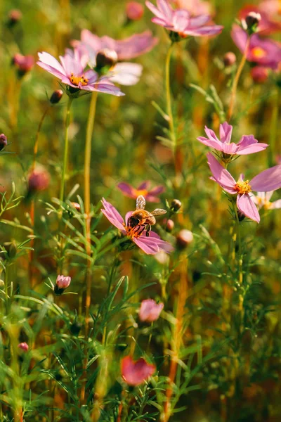 beautiful flowers of wild flower in the garden