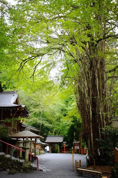 Hermoso Paisaje Con Pequeño Árbol Parque — Foto de Stock