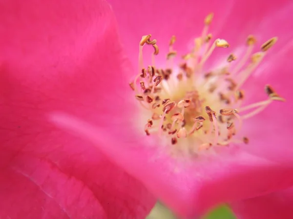 beautiful pink flower on a background of a tree