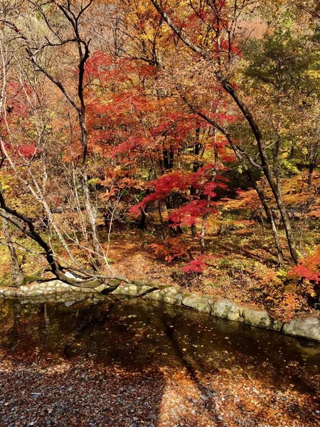 autumn landscape with colorful leaves