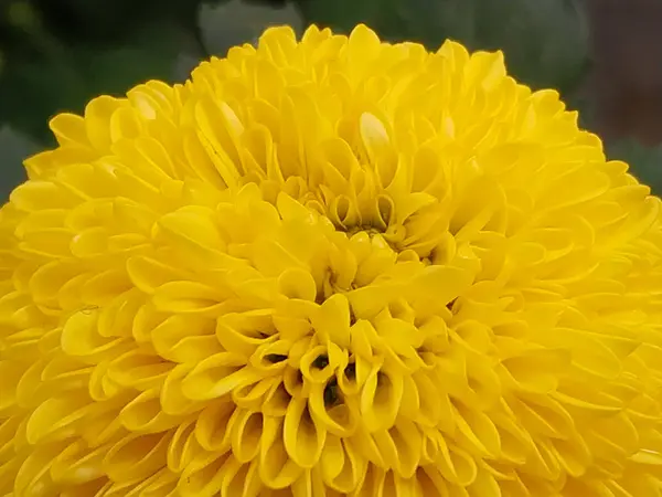 Stock image yellow flower in the garden