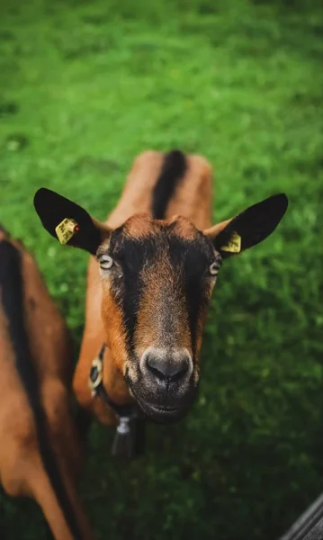 Una Vaca Campo — Foto de Stock