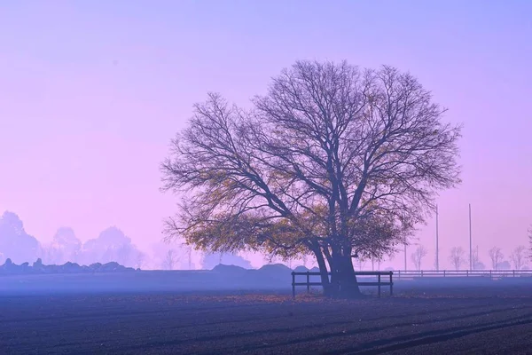 Bela Paisagem Com Árvores Árvores — Fotografia de Stock