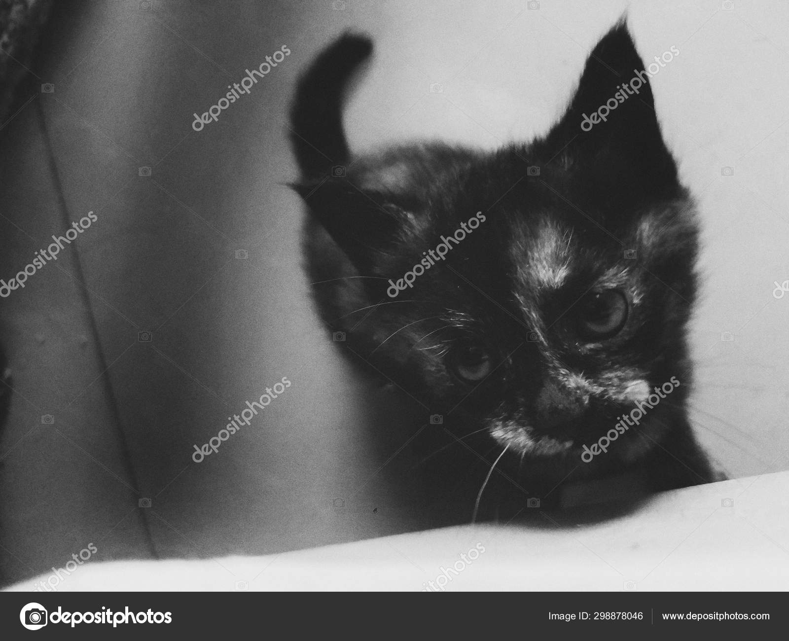 Chat Noir Blanc Sur Fond Gris Image Libre De Droit Par Imaginechina Tuchong C Chat Noir Blanc Sur Fond Gris Image Libre De Droit Par Imaginechina Tuchong C