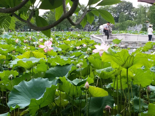 Flores Loto Jardín — Foto de Stock