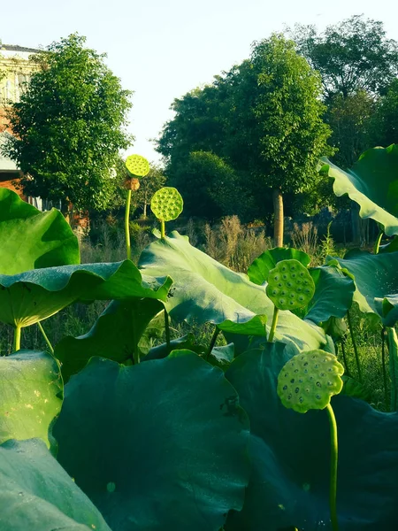 Viziunea Frunzelor Verzi — Fotografie, imagine de stoc