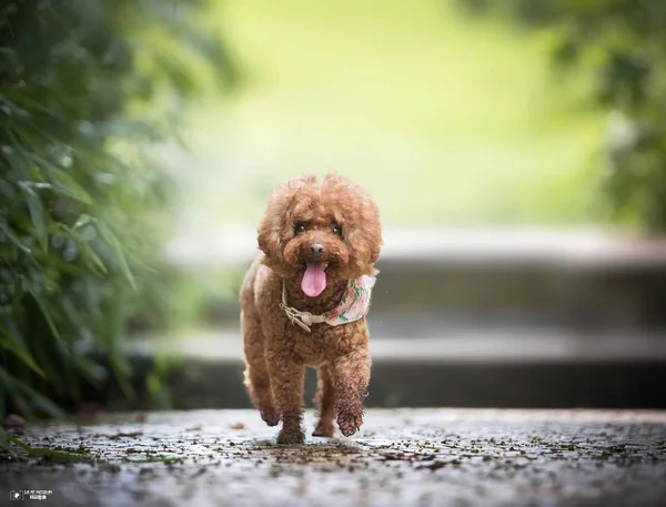 Lindo Perro Caniche Parque — Foto de Stock