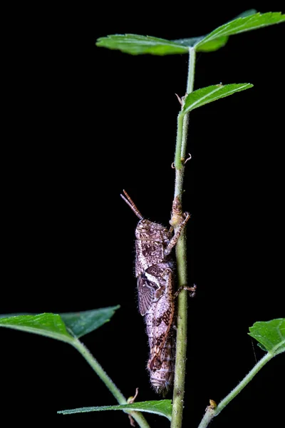 Insecto Pequeño Insecto Naturaleza — Foto de Stock