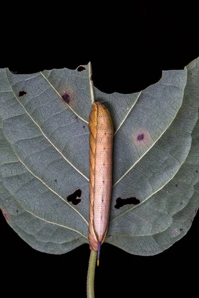 Schöne Botanische Aufnahme Natürliche Tapete — Stockfoto