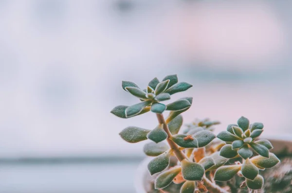 Hermosas Hojas Verdes Árbol — Foto de Stock