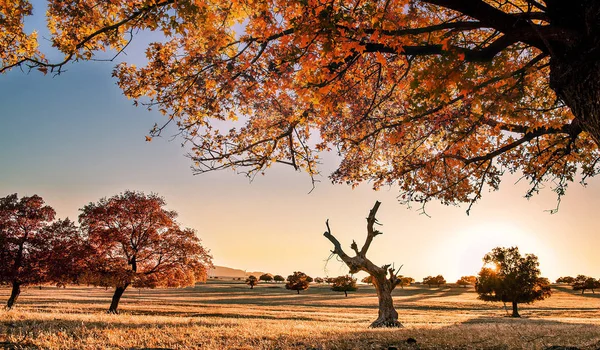 Árboles Arce Otoño Bosque Temporada Otoño —  Fotos de Stock