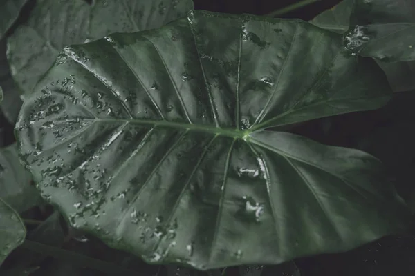 Hermoso Plano Botánico Fondo Pantalla Natural — Foto de Stock