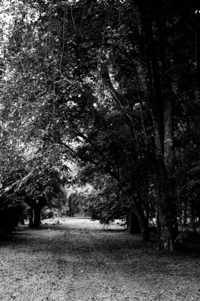 Árvores Parque — Fotografia de Stock