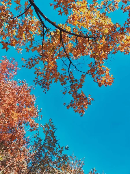 Hojas Otoño Parque — Foto de Stock