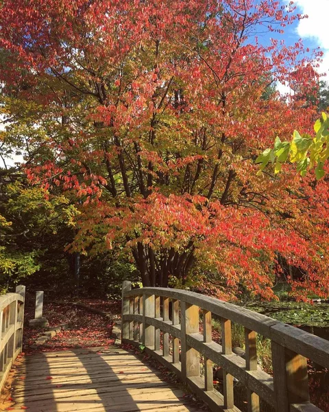 秋の森カラフルな植物秋の葉 — ストック写真
